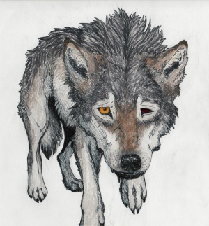 Skallagrim's wolf form, by @corgyena