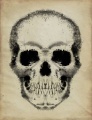Skull by dyftiryf-d4cwt5j.jpg