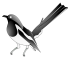 Oriental Magpie RobinR.png